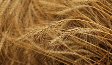 Kazakistan, Rusya’dan kaçak tahıl girişini engellemek için ithalat yasağını uzattı