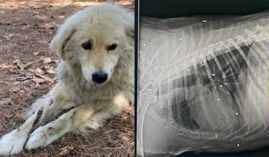 Köpeğin vücudundan 40’a yakın tüfek saçması çıktı