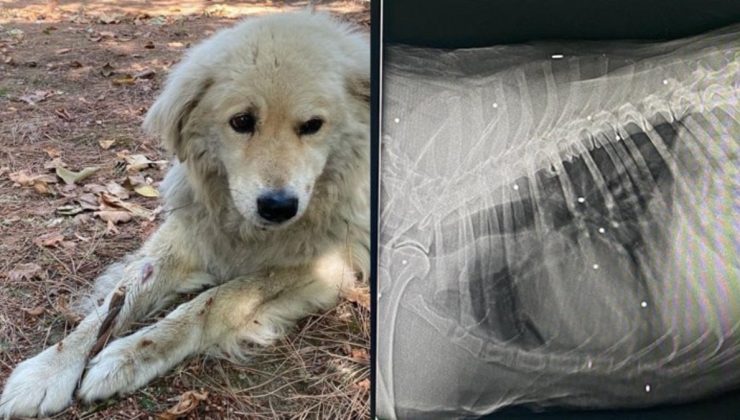 Köpeğin vücudundan 40’a yakın tüfek saçması çıktı