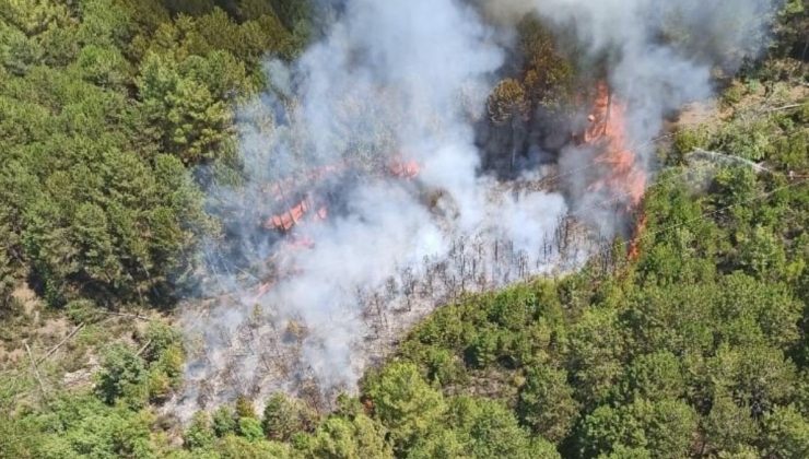 Muğla’da orman yangını çıktı