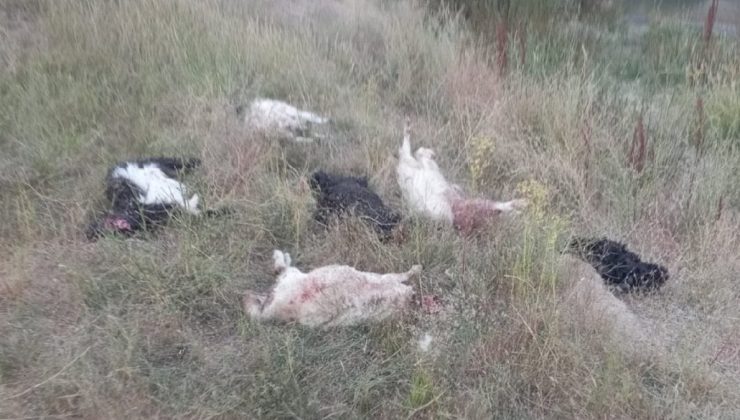 Sahipsiz köpeklerin saldırdığı 36 küçükbaş hayvan öldü