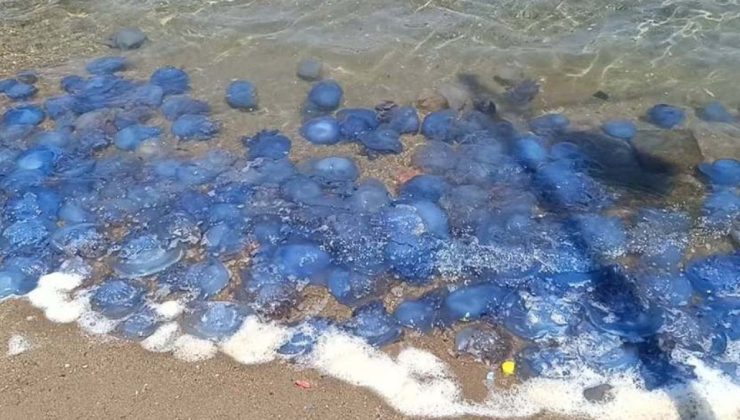 Tatilciler tedirgin oldu: Turistik ilçede denizanası istilası