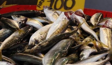 Av sezonu başladı, fiyatı yarıya düştü