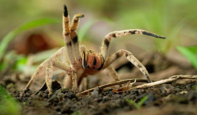 Tehlikeli ama faydalı: Uzmanlar örümcek zehrini cinsel bozukluklar için kullanıyor