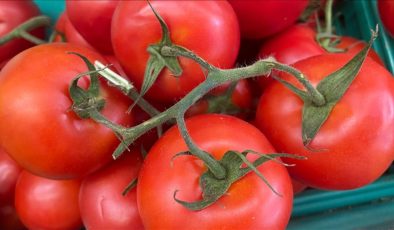 Türkiye’nin domates ihracatı şimdiden geçen yılı geçti