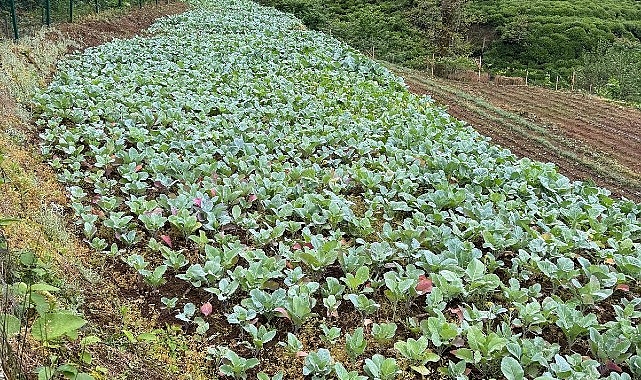 Karadeniz Ekonomisinin Görünmeyen Kahramanları